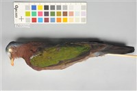 藏品(翠翼鳩)的圖片